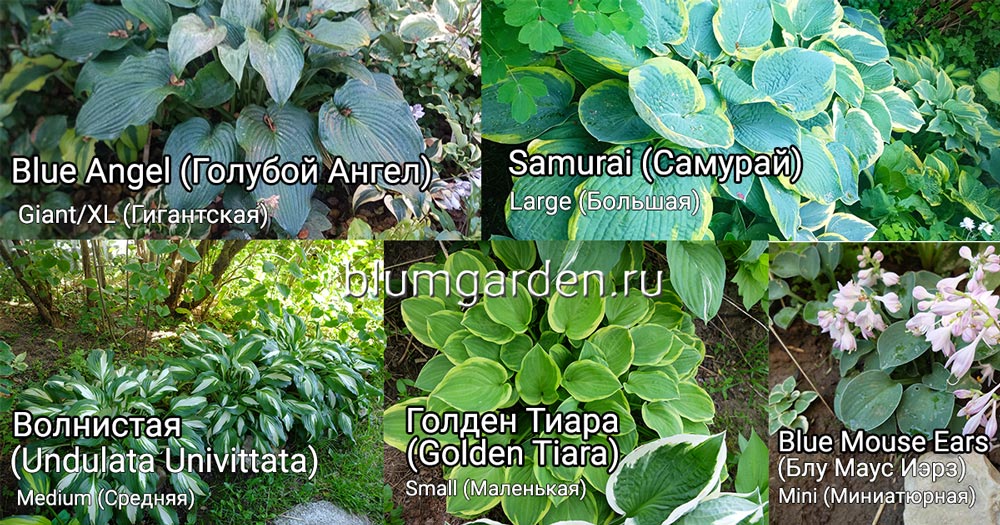 Сравнительный коллаж размеров хост от Mini до Giant: Blue Mouse Ears, Golden Tiara, Undulata Univittata, Samurai, и Golden Angel © blumgarden.ru