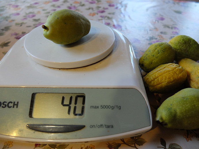 Крупный плод айвы японской весом 40 грамм на весах, сорт для Подмосковья © blumgarden.ru