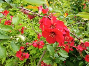 Айвочка низкая хеномелес цветет красными цветками © blumgarden.ru