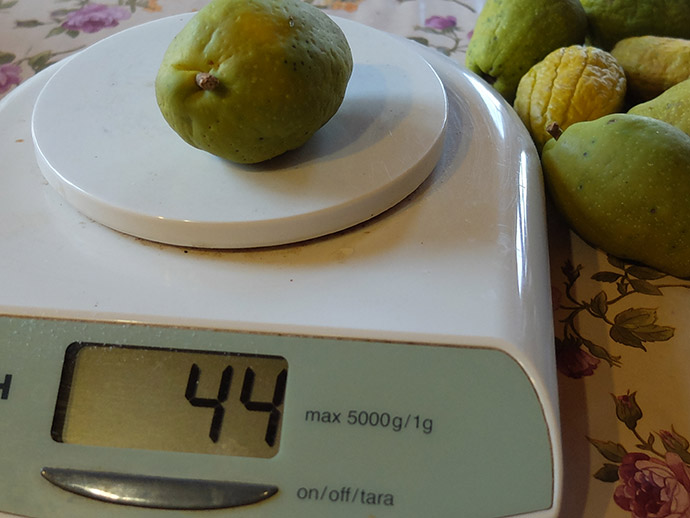 Сортовой хеномелес в BlumGarden: замер веса плода 44 г на кухонных весах © blumgarden.ru