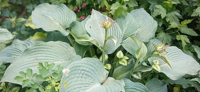 Гигантская голубая хоста Blue Angel (Блю Энджел) в ландшафте