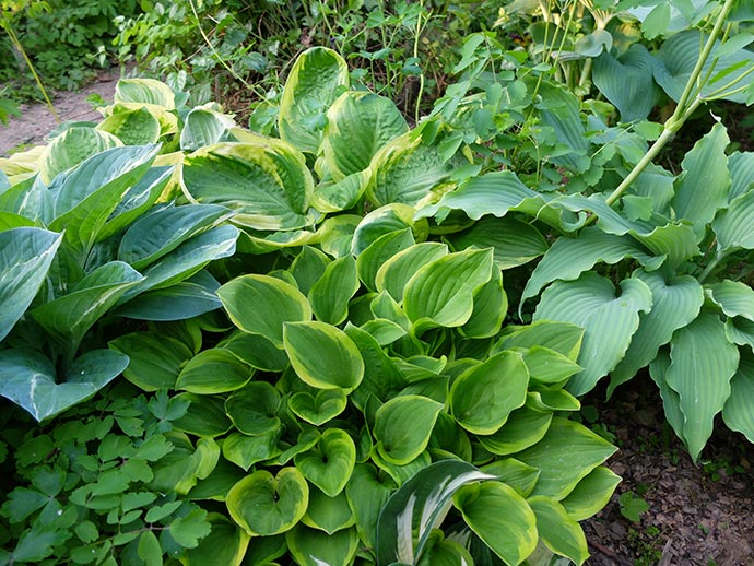 Маленькая хоста Golden Tiara (Голден Тиара) с желтой каймой в тенистом цветнике среди других хост