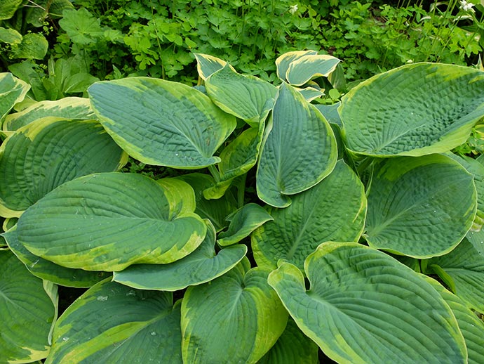 Крупная хоста Samurai (Самурай) с голубыми листьями и желтым краем © blumgarden.ru