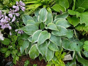 Хоста Шиммер в ландшафтном дизайне тенистого сада в конце лета © Blumgarden.ru