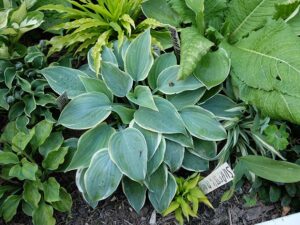 Хоста «Шиммер» (Hosta Shimmer)