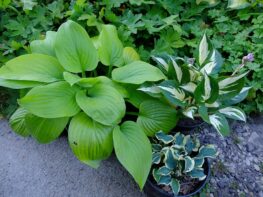 Саженцы хост разных размеров для посадки © Blumgarden.ru