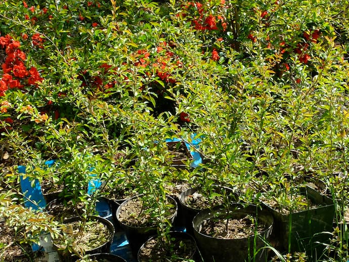 Айва японская из семян через 4 года — взрослые кусты в Blumgarden, Подмосковье