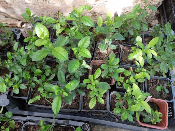 Пикировка сеянцев айвы японской хеномелес — молодые растения 5–12 см в разных горшках, первый год, питомник © blumgarden.ru