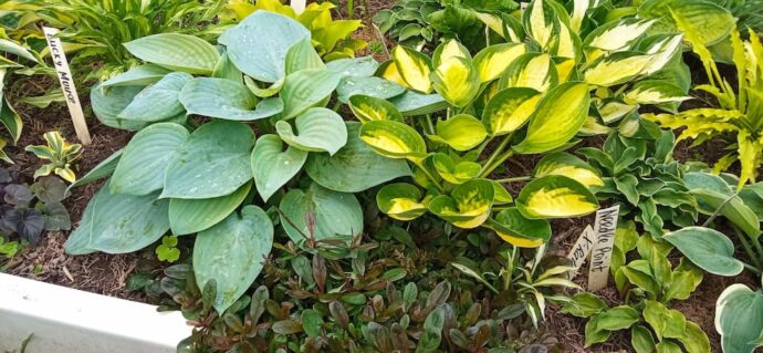 Голубые и пестролистные хосты в солнечном цветнике © blumgarden.ru