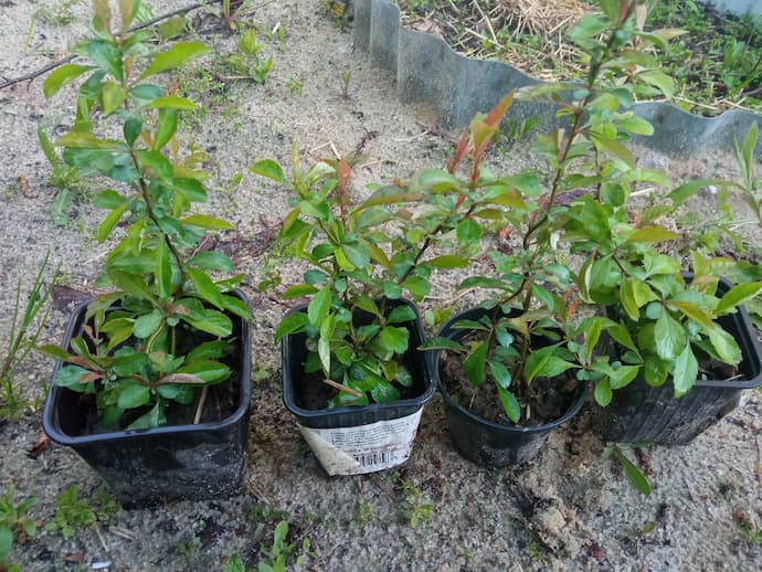 Однолетние сеянцы айвы японской хеномелес в чёрных горшках — высота 12–18 см, конец мая, Подмосковье © blumgarden.ru