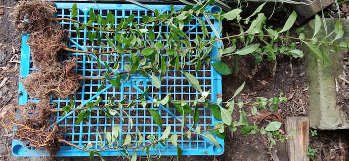 Сеянцы хеномелеса японского с открытой корневой системой — разложены на поддоне перед упаковкой для отправки © blumgarden.ru