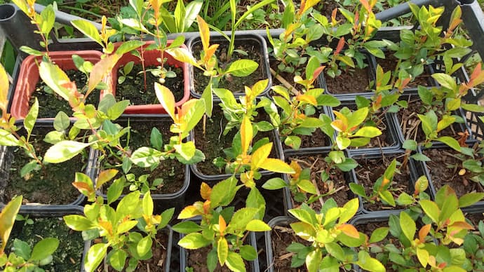 Молодые сеянцы айвы японской хеномелес первого месяца после всходов — светло-зелёные с рыжими молодыми листьями в горшках © blumgarden.ru