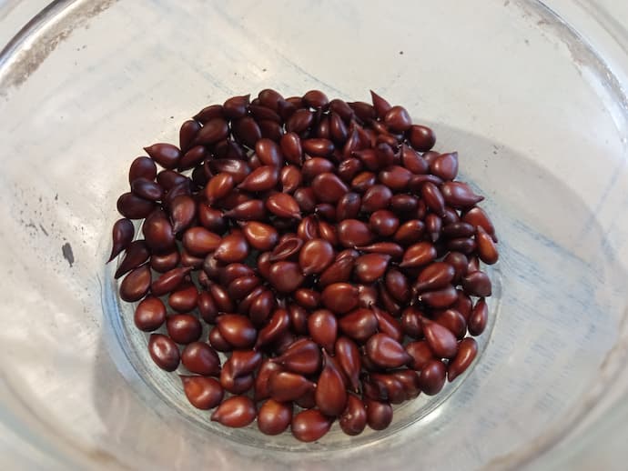 Семена айвы японской хеномелес промытые — тёмно-коричневые блестящие в стеклянной миске, готовы к стратификации © blumgarden.ru