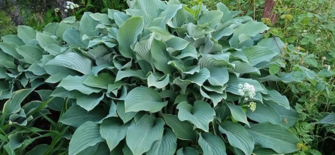 Вазообразный куст высокой сизой хосты Кросса Регал (Krossa Regal) © blumgarden.ru