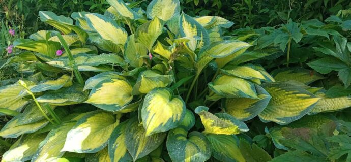 Плотные листья хосты Паулс Глори (Paul’s Glory) с выгоревшим до золотисто-белого центром на ярком солнце © blumgarden.ru