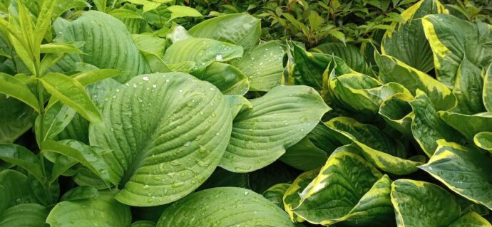 Пышный цветник с желтыми и зелеными хостами, растущими на открытом солнечном участке © blumgarden.ru 