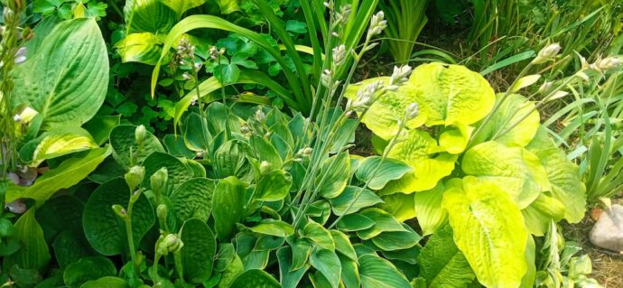 Цветник с желтыми и голубыми хостами на солнечном участке © blumgarden.ru