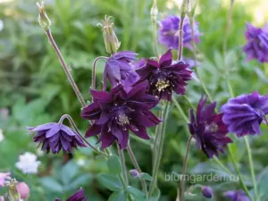 Аквилегия Фиолетовая Барлоу, водосбор (Aquilegia Vulgaris ‘Black Barlow’)
