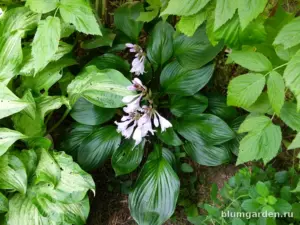 Хоста «Одержимость» (Hosta Obsession)