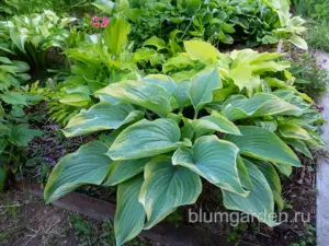 Хоста «Стаг’с Лип» (Hosta Stag’s Leap)