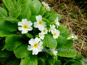 Примула Юлии белая (Primula Juliae)