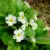 Крупный план цветка примулы Юлии белой (Primula juliae White): пятилепестковые венчики с ярко-желтым центром