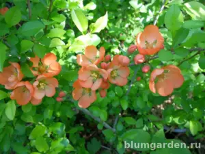 Айва японская оранжевая, хеномелес (Chaenomeles Japonica)