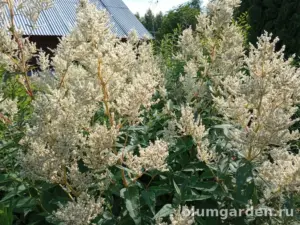 Горец изменчивый (Polygonum Polymorpha)