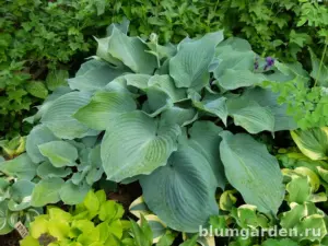 Хоста «Блю Энджел» (Hosta Blue Angel)