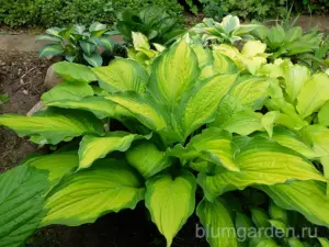 Хоста Файршторм (Hosta Firestorm)