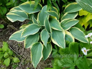 Хоста «Фёрст Фрост», «Первый Мороз» (Hosta First Frost)