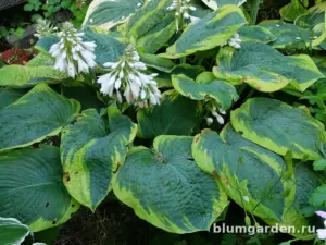 Хоста «Самурай» (Hosta Samurai)