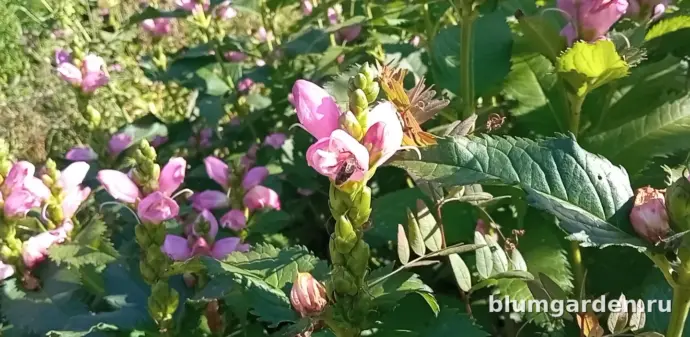 хелоне косая, пчела-опылитель на цветке, медонос