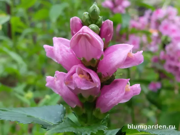 хелоне косая розовая, цветок крупным планом, Chelone obliqua