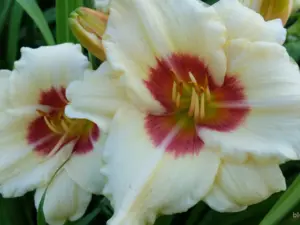 Лилейник «Пандорас Бокс» (Hemerocallis Pandora’s Box)