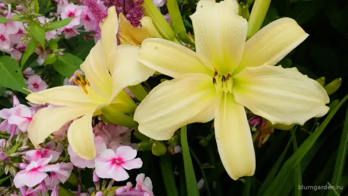 Лилейник «Дайкири» (Hemerocallis 'Dacquiri') в миксбордере с розовыми флоксами и пурпурной астильбой