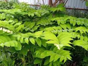 Купена многоцветковая, соломоновая печать (Polygonatum Multiflorum)