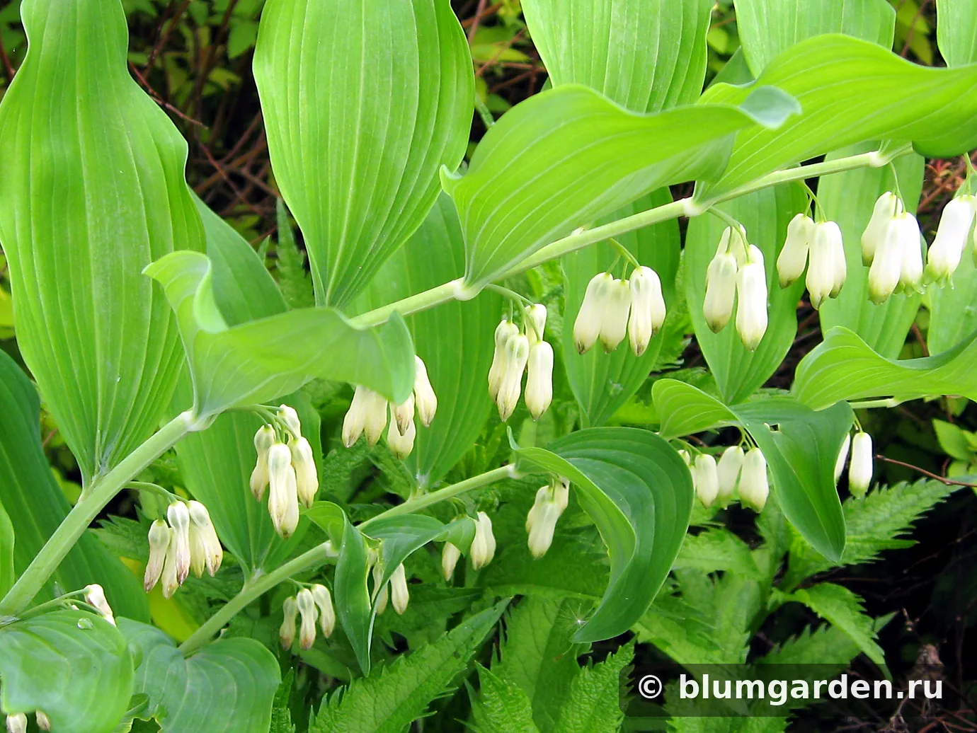 Купена многоцветковая (Polygonatum multiflorum) в цвету: белые колокольчики на дугообразных стеблях в теневом цветнике.