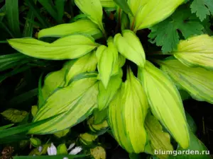 Хоста Flemish Beauty 19 июля: центр листа начинает зеленеть, черешки бордовые